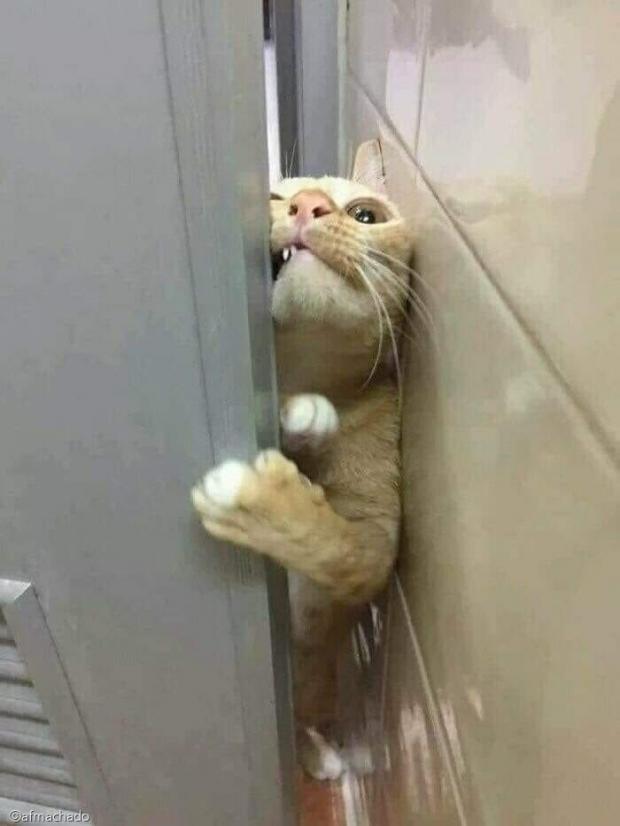 ⓒ노트펫