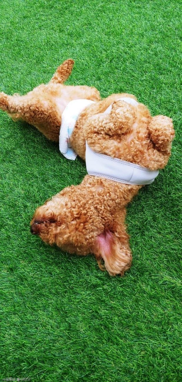 ⓒ노트펫