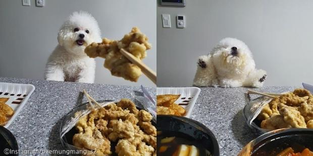 ⓒ노트펫