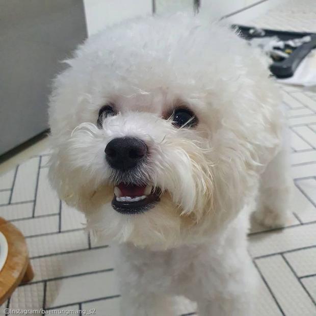ⓒ노트펫