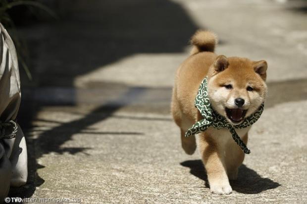 고양이 형과 멀어진 것 같자 뛰기 시작한 마메스케.