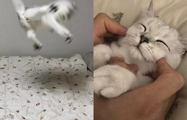 ⓒ노트펫