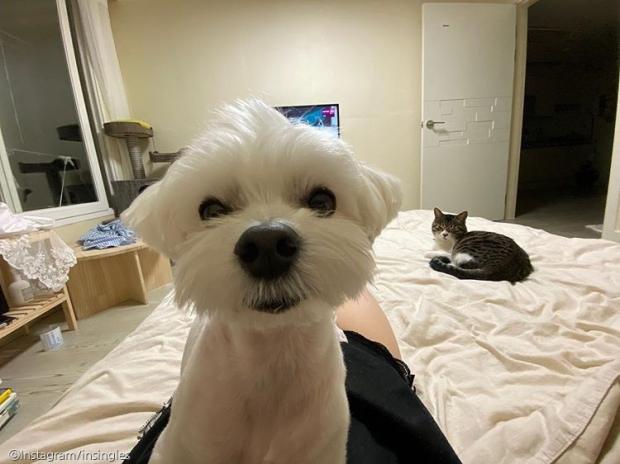 ⓒ노트펫