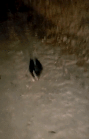 batch_01.gif