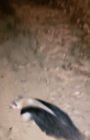 batch_02.gif