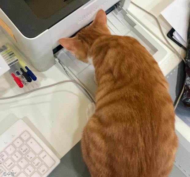 ⓒ노트펫