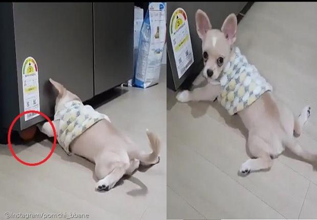 ⓒ노트펫