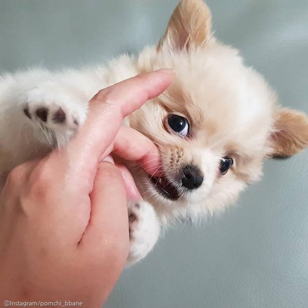 ⓒ노트펫
