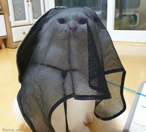 ⓒ노트펫