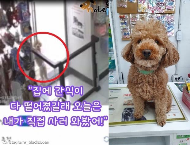 ⓒ노트펫