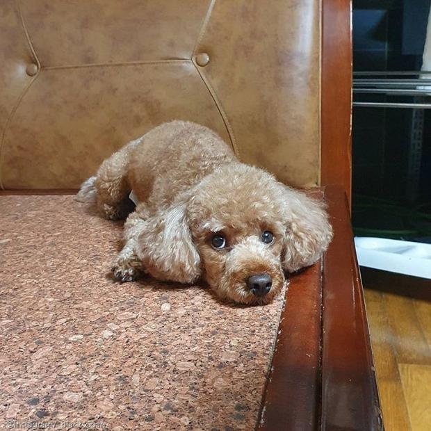 ⓒ노트펫