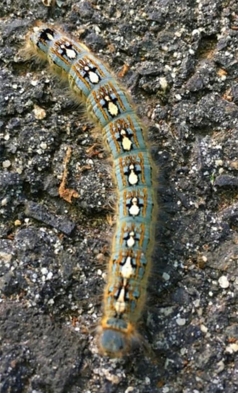 batch_08.jpg