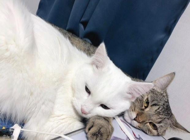 ⓒ노트펫