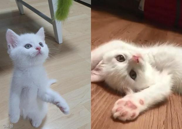 ⓒ노트펫