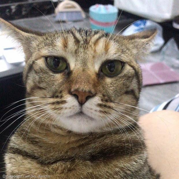 ⓒ노트펫