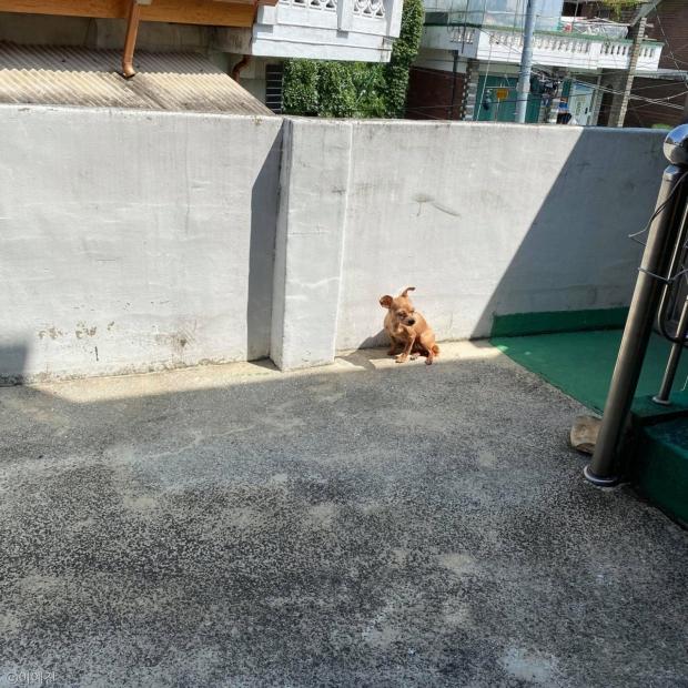ⓒ노트펫