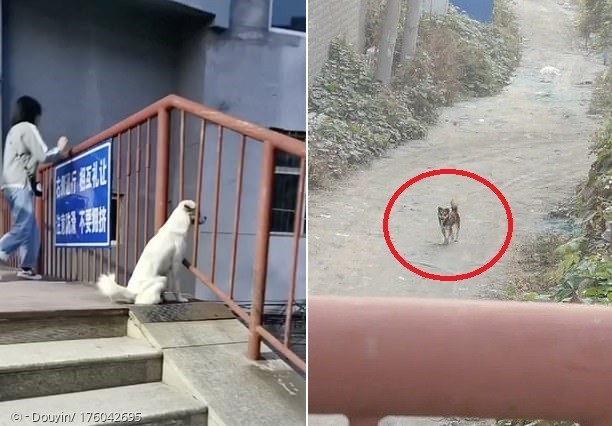 코로나 19로 출입통제된 사범대 안에 갇힌 백구가 무지개다리 위에서 학교 밖에 있는 친구(빨간 원)를 바라보고 그리워했다.