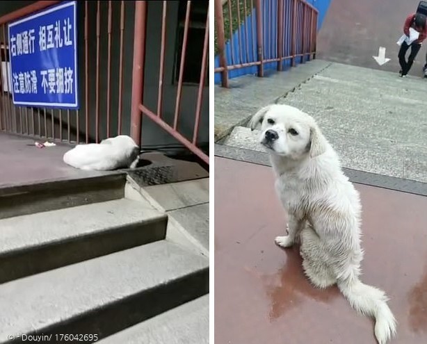 백구는 밤에도 무지개다리에서 노숙을 하며, 그 자리를 떠나지 않았다.(왼쪽) 또 비가 와도 자리를 지켰다.