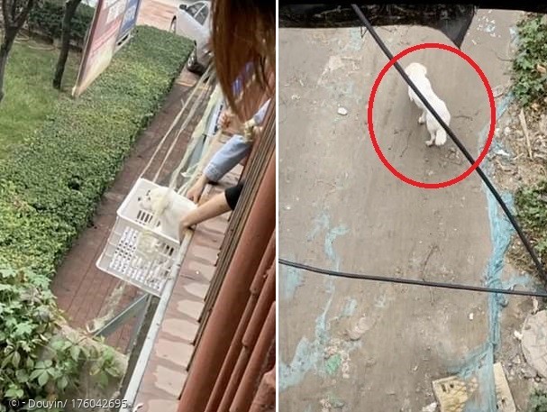 백구가 대학생들의 도움 덕분에 무사히 사범대 밖으로 나가서 친구와 상봉했다. 이제 무지개다리에서 백구를 볼 수 없게 됐다고 한다.