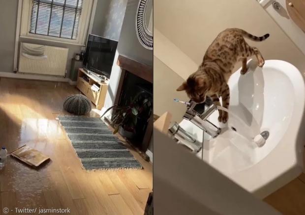 물바다가 된 거실.(왼쪽) 고양이 앰버는 한 주 전에 수도꼭지 트는 법을 터득했다.(오른쪽) 