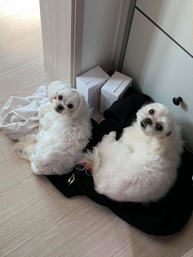 ⓒ노트펫