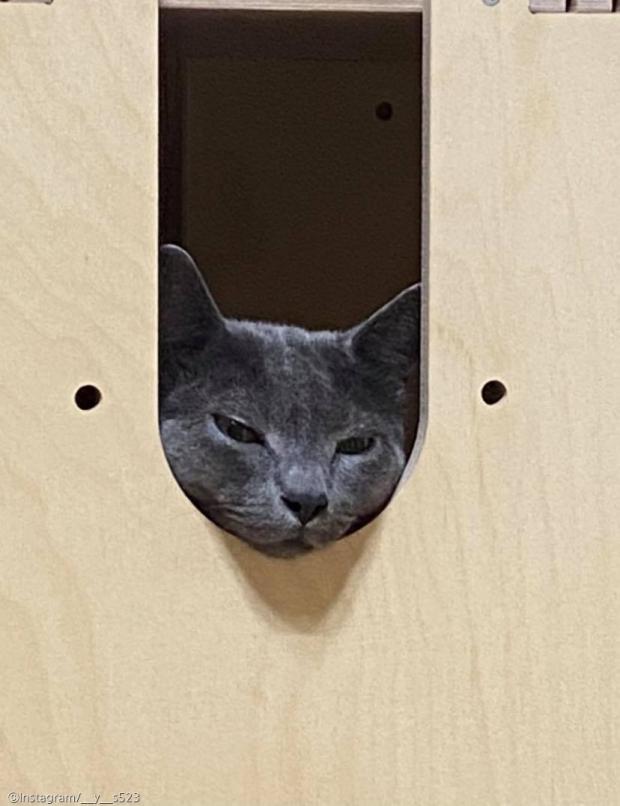 ⓒ노트펫