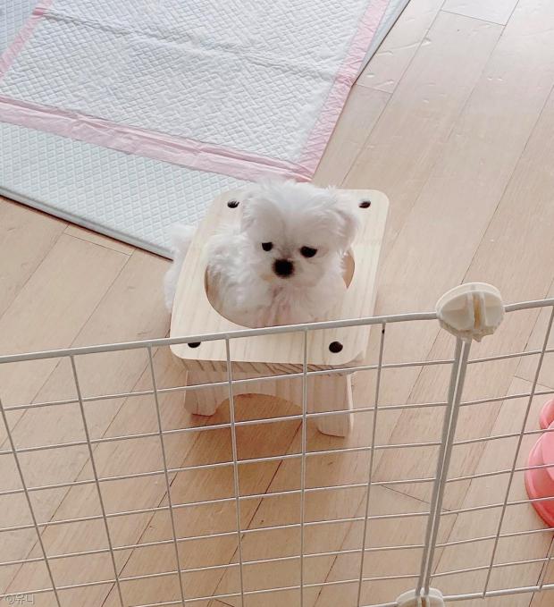 ⓒ노트펫