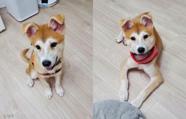 ⓒ노트펫