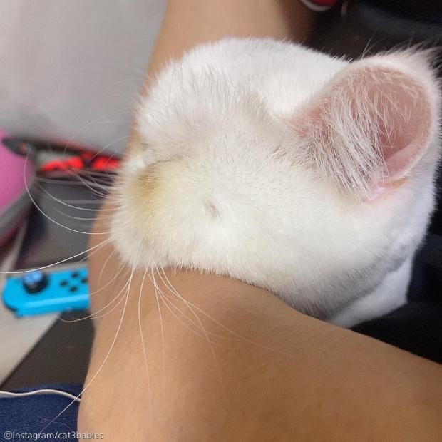 ⓒ노트펫