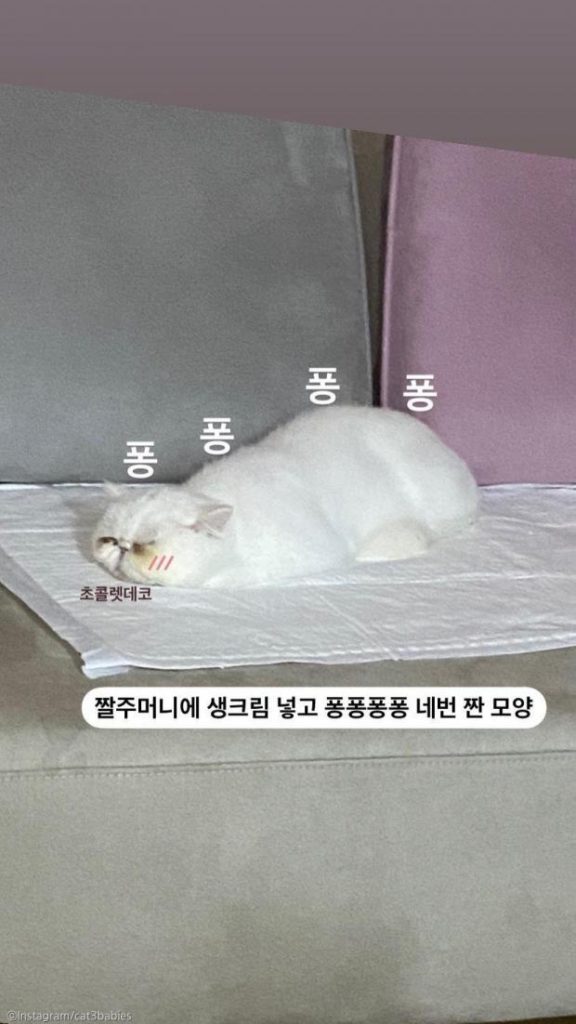 ⓒ노트펫