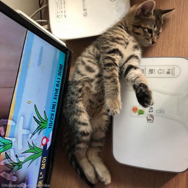 ⓒ노트펫