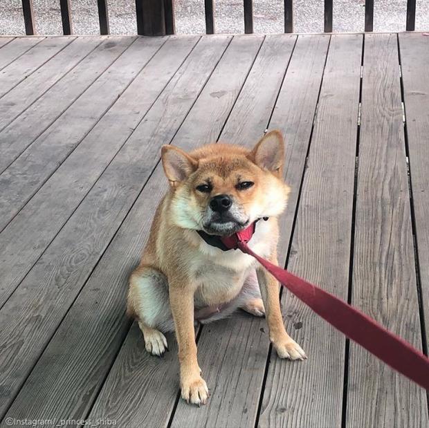 ⓒ노트펫
