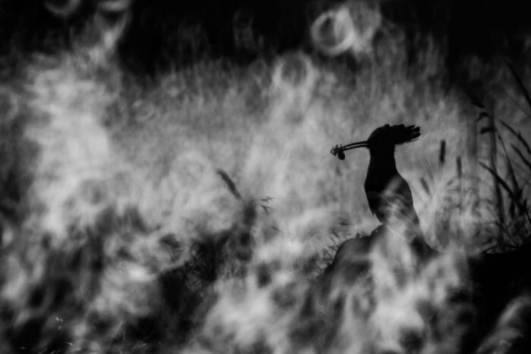 batch_06.jpg