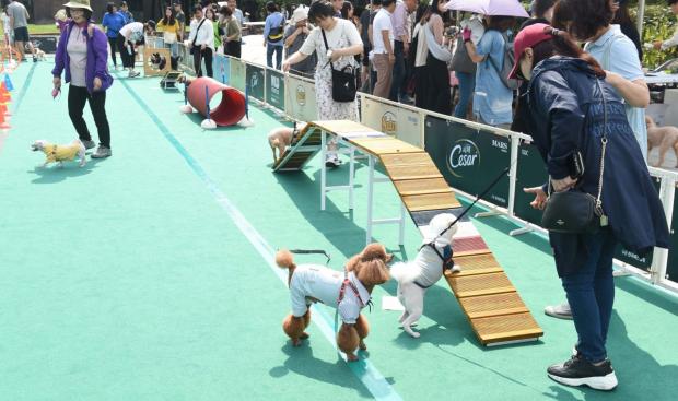 2019년 반려동물 문화축제 당시 모습. 현재의 상황이 아니다. 