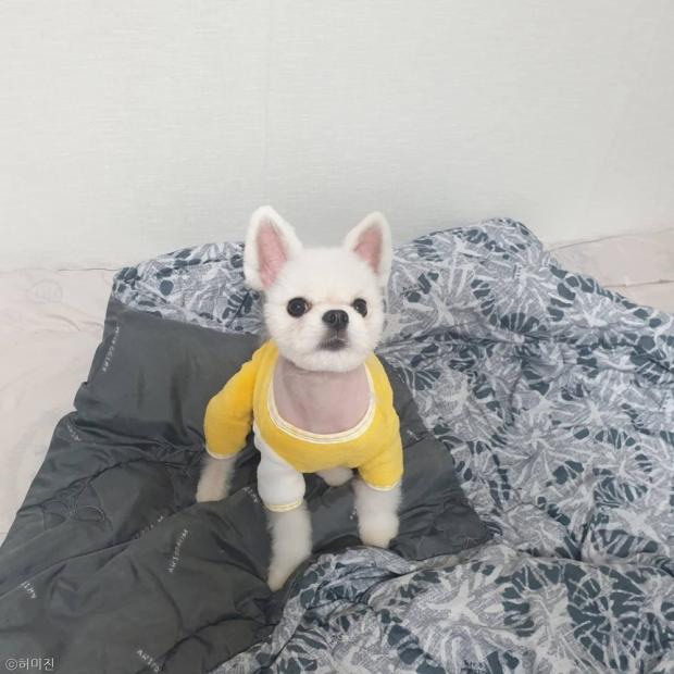ⓒ노트펫