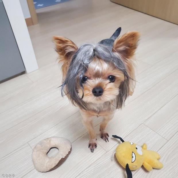 ⓒ노트펫