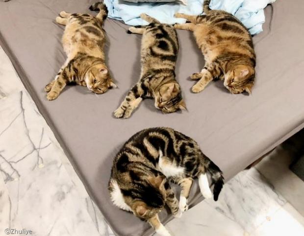 언제나 어디서나 칼군무를 뽐내는 고양이 가족.
