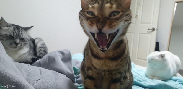 ⓒ노트펫