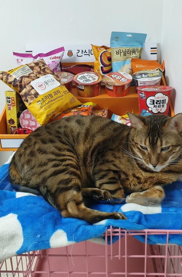 ⓒ노트펫
