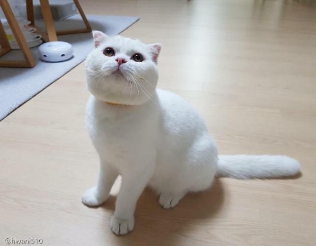 ⓒ노트펫