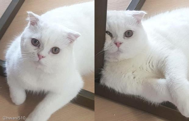 ⓒ노트펫