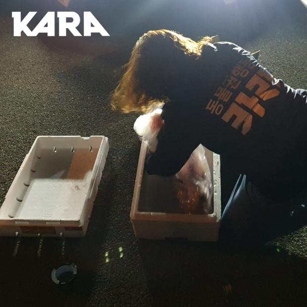 동물단체 활동가에 의해 수습되고 있는 강아지 사체. 종량제 쓰레기봉투에 담겨 단체로 인계됐다. 