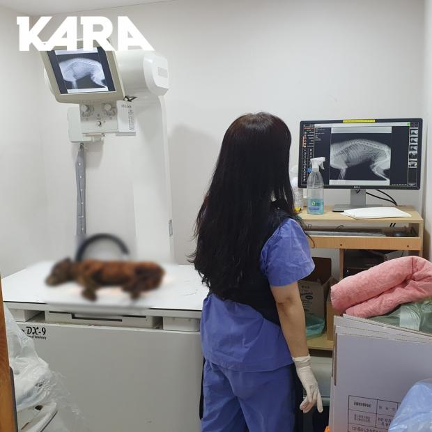 경찰은 확보하지 않은 강아지 사체는 동물단체로 인계돼 검사가 진행되고 있다. 