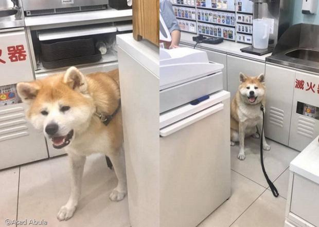 ⓒ노트펫