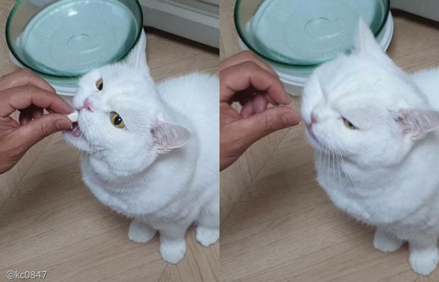 ⓒ노트펫