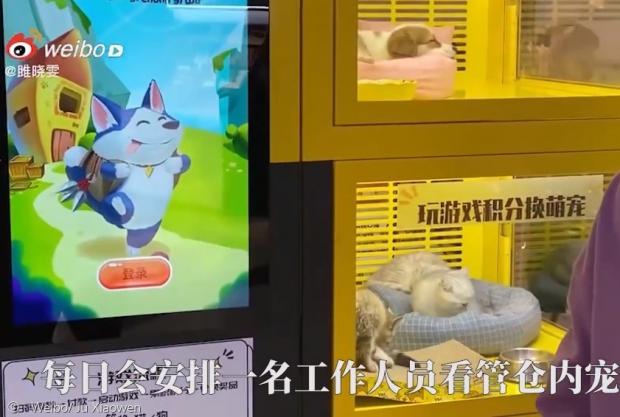 강아지와 새끼고양이 3마리가 쇼윈도에 전시됐다. 동물들은 좁은 케이지 안에서 조명을 받으며 쇼핑객의 구경거리가 됐다.