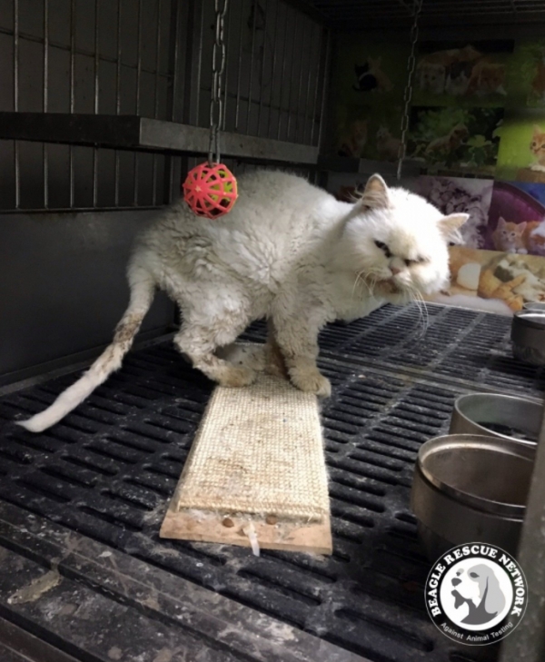 사진=지저분한 환경속에서 실험에 이용되고 죽임 당한 흰둥이, 제공=비글구조네트워크