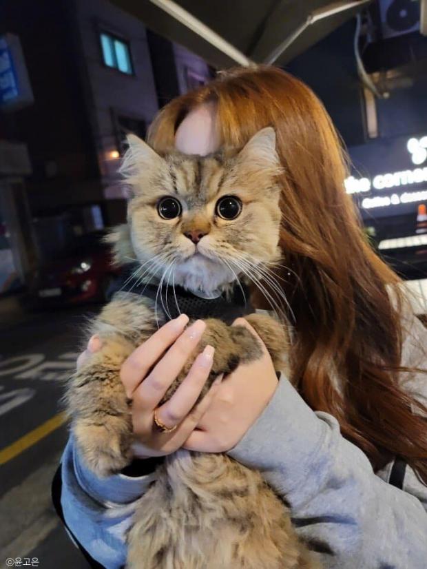 ⓒ노트펫