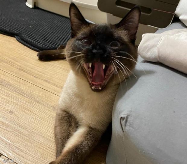ⓒ노트펫