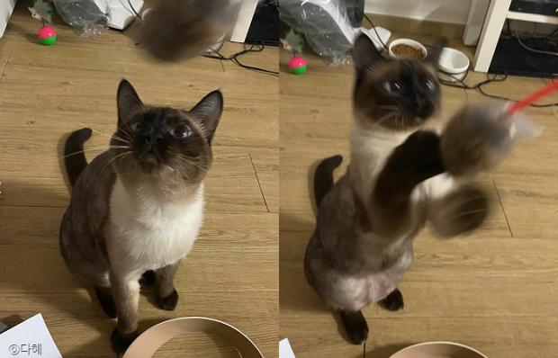 ⓒ노트펫
